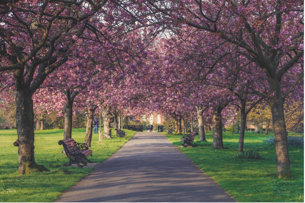 A serene park pathway bordered by trees and benches, inviting visitors to enjoy nature and relaxation.